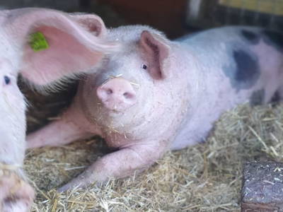 Bild 72 aus  Pferdehof Oberegg