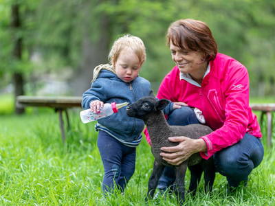 Bild 2 aus  Schafbauernhof Berger