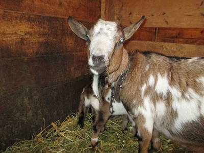 Bild 41 aus  Stiedlbauerhof