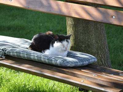 Bild 59 aus  Schoberwallner