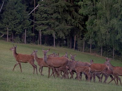 Bild 31 aus  Fuchs und Hase