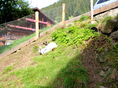 Bild 33 aus Alsten