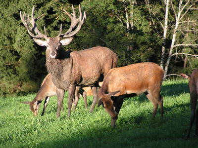 Bild 40 aus  Stückler - Hütte