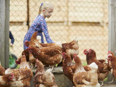 Hühner freuen sich über frisches Gras