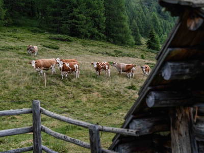 Bild 54 aus  Bachbauernhütte