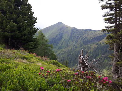 Bild 19 aus  Der Perweinhof
