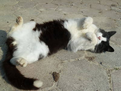 Bild 22 aus  Bauernhof Kamsker-Stuber