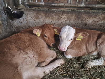 Bild 15 aus  Alpen-Bauernhaus Konzett