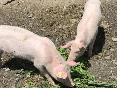 Bild 74 aus  Apartment "Kalbschädl"