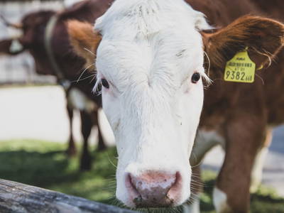 Bild 30 aus  Thomanhof