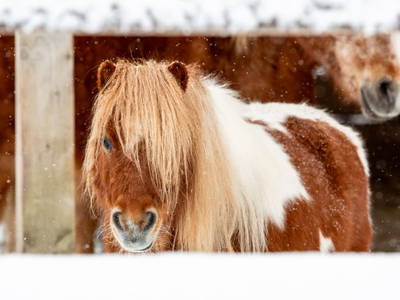 Bild 52 aus  Biohof Greflgut