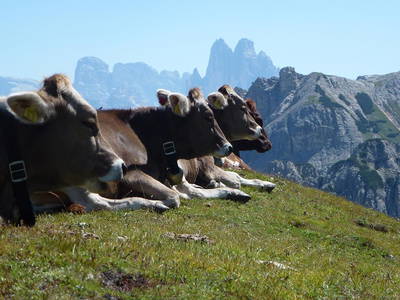 Bild 34 aus  Bruggerhof