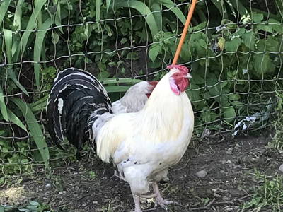 Bild 73 aus  Apartment "Kalbschädl"