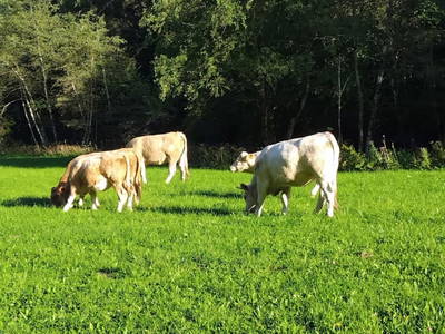 Bild 34 aus  Himmelbauer