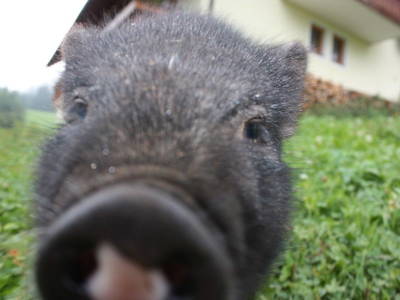 Bild 35 aus  Burgstallerhof