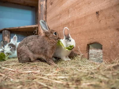 Bild 17 aus  Kinderbauernhof Albeineler Pitztal Tirol