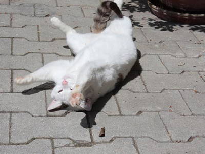 Bild 10 aus  Gästehaus Bergmoarhof