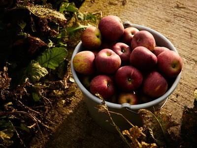 Bild 43 aus  Schwaigerlehen - Berngarten