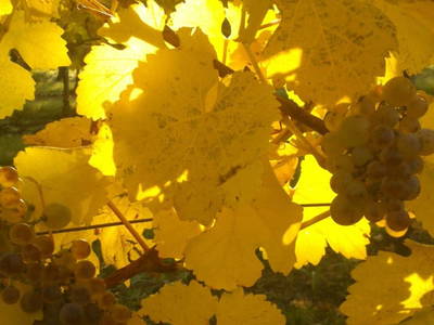 Bild 55 aus  Schmankerl und Gast Heiderer