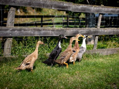 Bild 58 aus  Olachgut