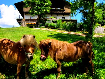 Bild 34 aus Baby und Kinderbauernhof Happmannhof