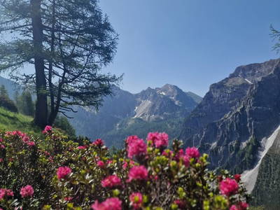 Bild 10 aus  Griesbauer - Familie Gehwolf