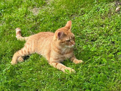 Bild 93 aus  Matlhof