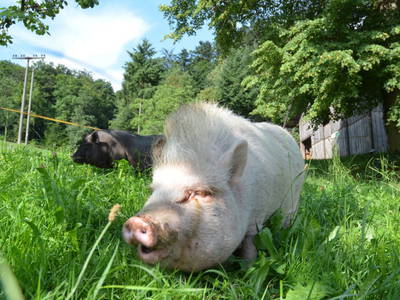Bild 13 aus  Vogtbenedikthof im Schwarzwald