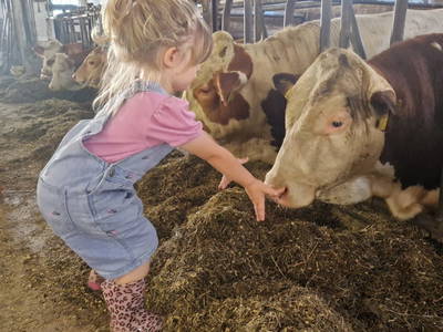 Bild 39 aus  Bauernhof Braus