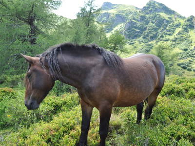 Bild 57 aus  Erlachhof