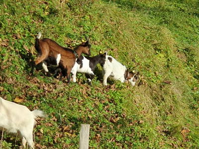 Bild 95 aus  Stroneggerhof