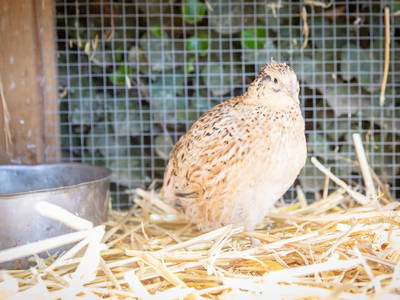 Bild 24 aus  LINDENHOF- BAUERNHOFURLAUB / OSTSEENÄHE