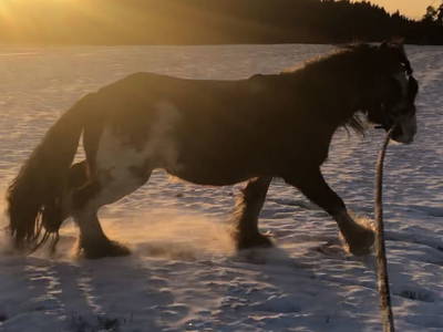 Bild 26 aus  Hacklhof