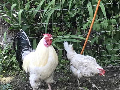 Bild 71 aus  Apartment "Kalbschädl"