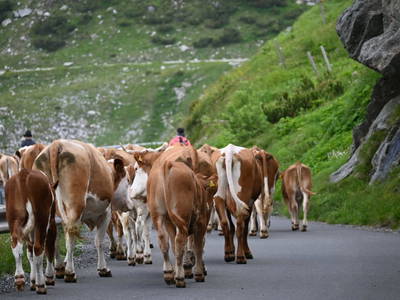 Bild 20 aus  Ferienwohnung Feistritzer Holdernig