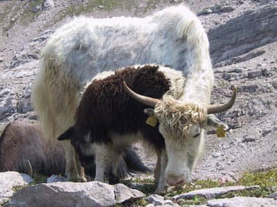 Bild 34 aus  Bio Bauernhof Burtscher