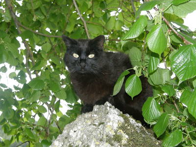 Bild 21 aus  Romantische Ferienwohnung