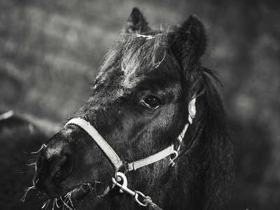 Bild 24 aus  Farm Resort Geislerhof - Private Chalets