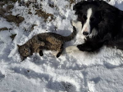 Bild 19 aus  S'Landhäuschen