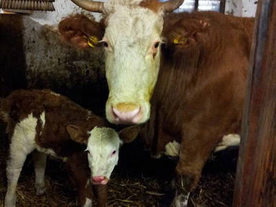 Bild 37 aus  Hirmhof