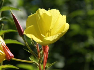 Bild 102 aus  Dichtlhof