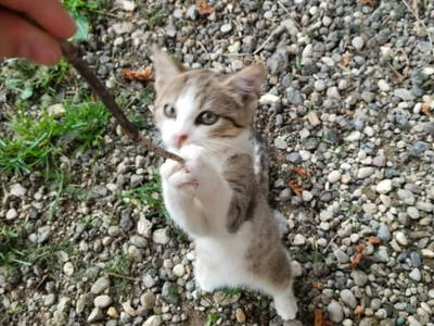 Bild 32 aus  Langhanshütte