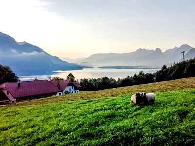 Bild 28 aus Archehof Eislbauer
