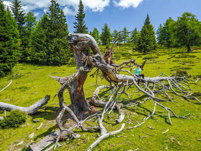 Bild 86 aus  Familienhotel-Gasthof Hinteregger