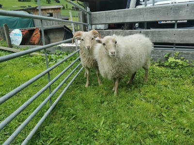 Bild 29 aus  Haus Jedeler