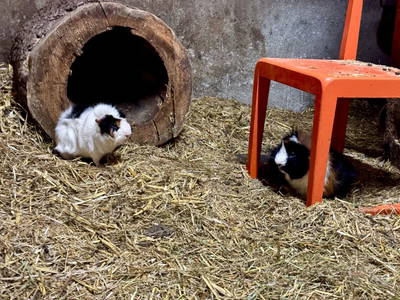 Bild 86 aus  Chalet Hochthron