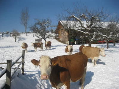 Bild 18 aus  Familienparadies Zeislerhof