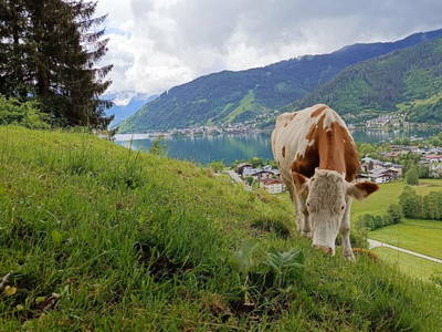 Bild 35 aus Windischlehen