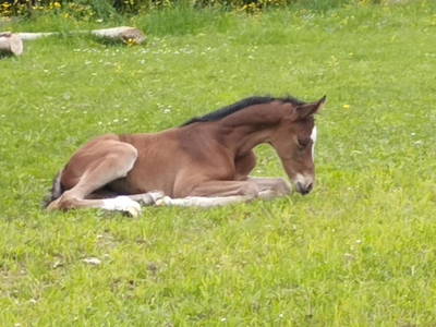 Bild 18 aus  Pferdehof Gugganig