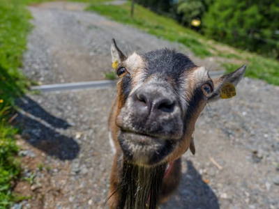 Bild 26 aus  Götzfried Almhütte